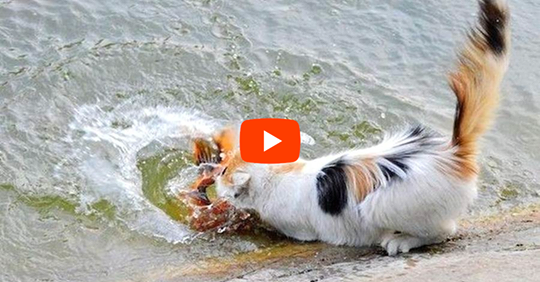 'Video thumbnail for Gotcha Fish!'
