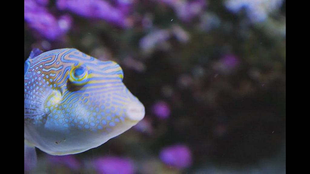 'Video thumbnail for Pufferfish swimming'