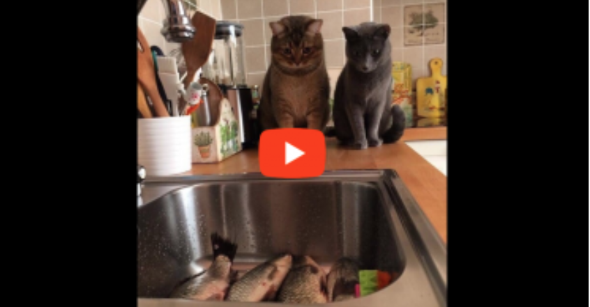 'Video thumbnail for What the Fish?'